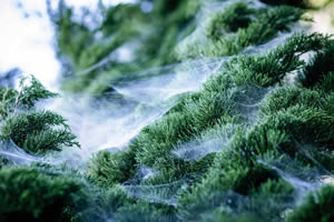 The Christmas Spiders' Web