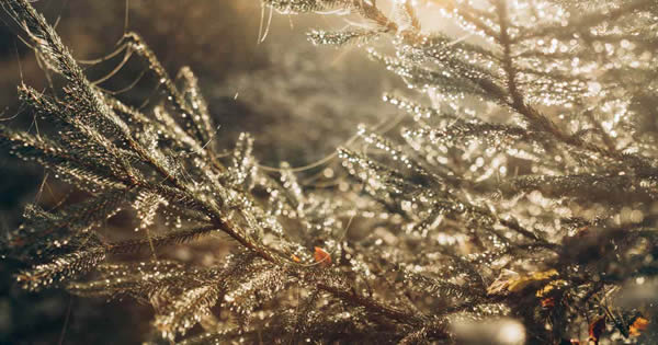 The miracles christmas songs